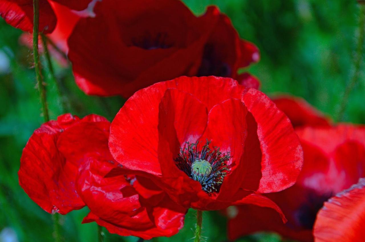 Poppy Flower Apartment Budapest Exterior photo