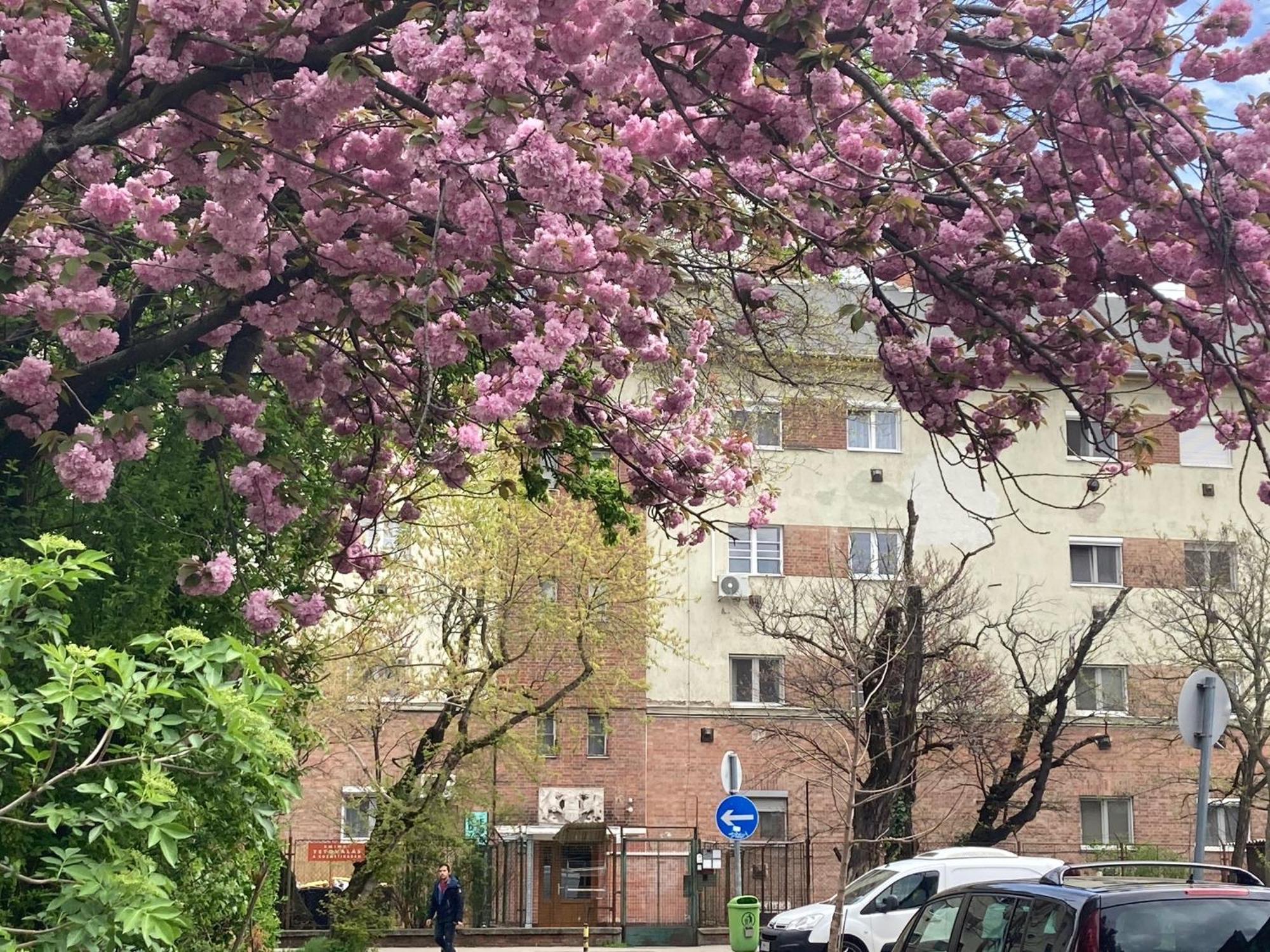 Poppy Flower Apartment Budapest Exterior photo